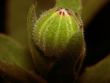 * Learn how to grow watermelons * / ***