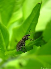 Weevil / ***