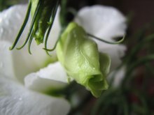 bud / 74625