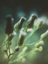 ..... Whisper of the wind .... / ***