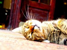 our favorite Koshak nicknamed "droid" ... / ***