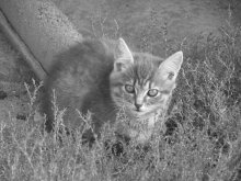 Strolling Cat / ***