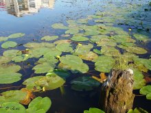 Water lilies in the pond. / ***