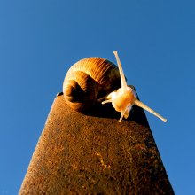 Snail / ***