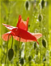 flame in the wind / no comments