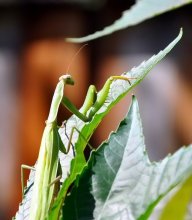 Mantis lie in ambush ... / ***