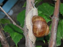 snail / ***