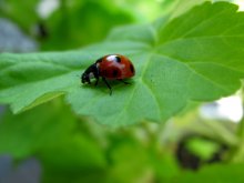 ladybug / -------