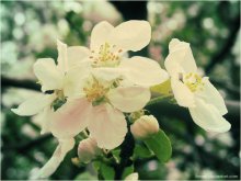 spring apple / ***