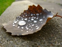 Autumn leaf / ***