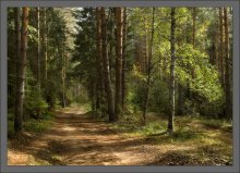 In a sunny forest / ***