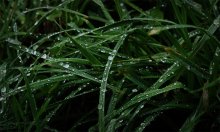 droplets on the grass / ------------------