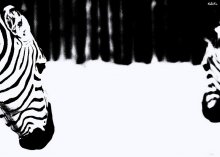 Once zebra, two zebra / ***