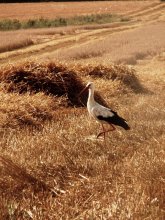 white wing ... / ......