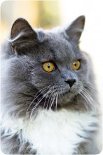 Kotyachy portrait / ***