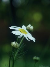 summer:camomile / ***