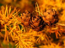 Autumn larch / ***