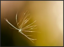 To fly the soul of dandelions? / ***