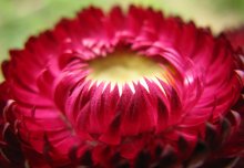 Flower spikes / ***