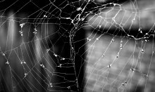 web / .......