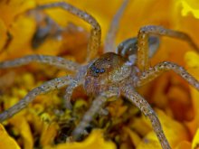 Large floatable spider / Dolomedes plantarius