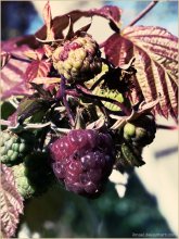 autumn:raspberries / ***