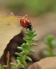 Just Ladybird ... / ***