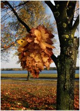 Autumn Bouquet / *****