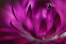Pink fire / ***