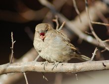 An operatic singer / ***