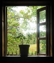 Window in Autumn / ***