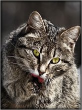 Goodbye, stupid mouse ... / ***
