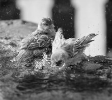 Water Treatments in the fountain)) / ***