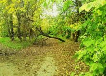 Leaf fall / ***