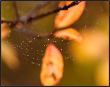 What is the fall color 3 / ***