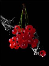 Redcurrant / ***