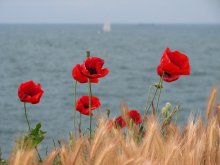 Poppies and Sea / --------------------
