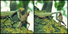 Lunch. Diptych. / ***