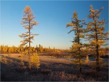 Morning in the forest / ***