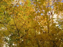 Autumn / .....