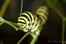 Caterpillar / ***
