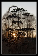 Silhouettes of autumn. / ***