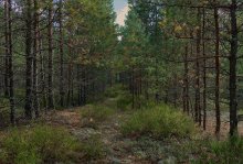 Spruce avenue / *****