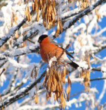 Bullfinch / ***