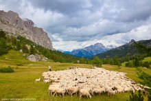 Alps before the storm (from sheep) / ***