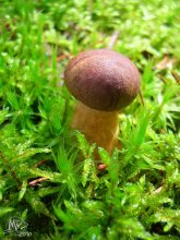 Boletus badius / ***