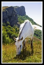On a white horse that got lost in the foothills of the Crimean mountains, but it's about even, and no regrets ... / ***