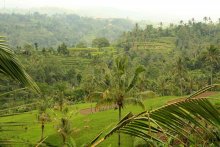 Rice terraces / ***