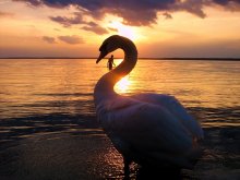 Swan sunset / .....