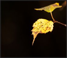 What is the color of autumn 1911 / ***